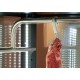 VETRINA FRIGO FROLLATURA CARNE